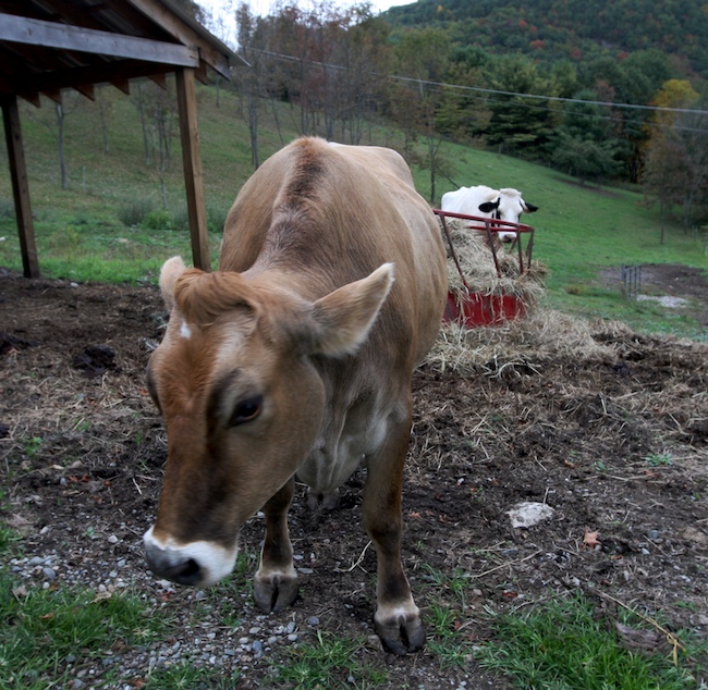 Do animals have souls? Bedlam Farm